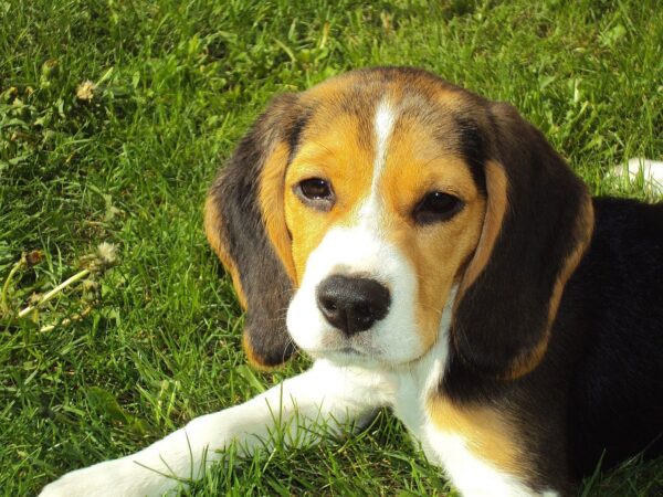 beagle puppy beagle hound dog 2681