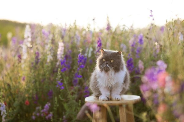 cat persian purebred flower field 7240997