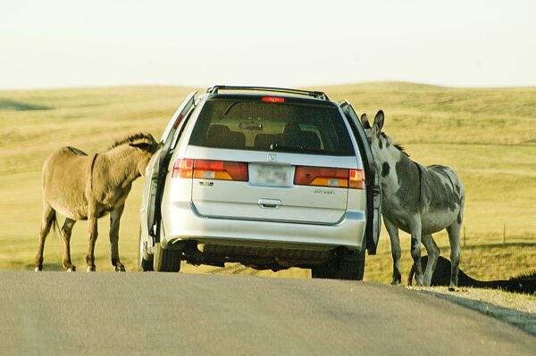 donkeys car road begging feed 1130681