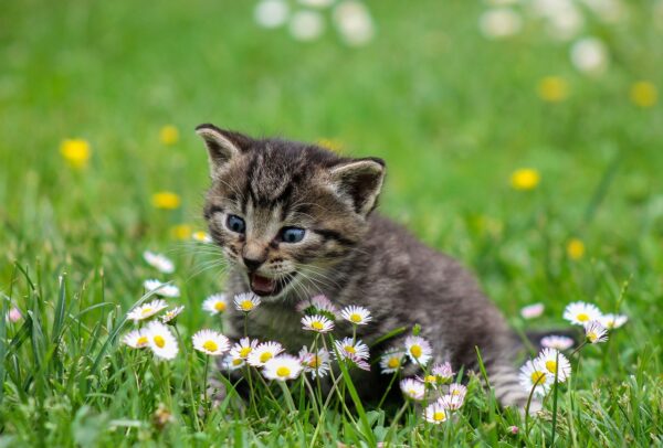 kitty playful flowers wildflowers 2948404