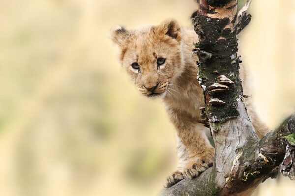 lion cub cat wild wild cat 565820