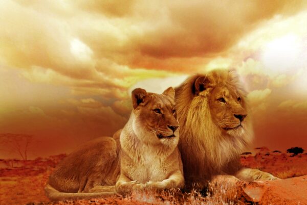 lions couple safari pair 577104