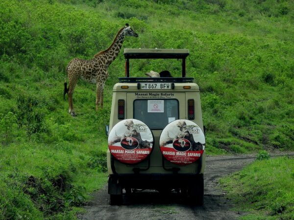 safari giraffe wildlife animal 5645378