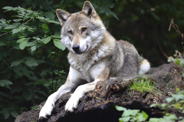 wolf canine forest predator wild 1336229
