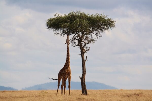 giraffe animal mammal tree 2191662