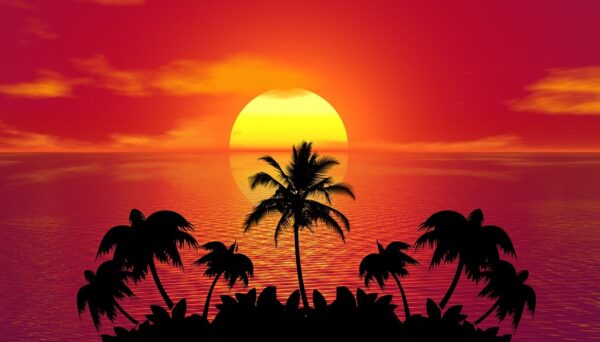 sunset palm trees silhouettes 1651426