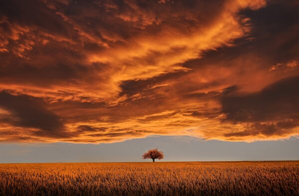 tree field sunset clouds sky 736875