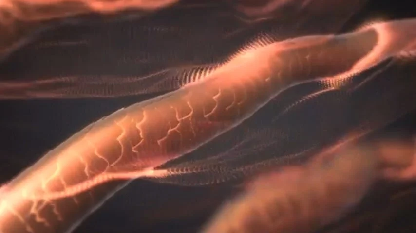 Estructura del cabello