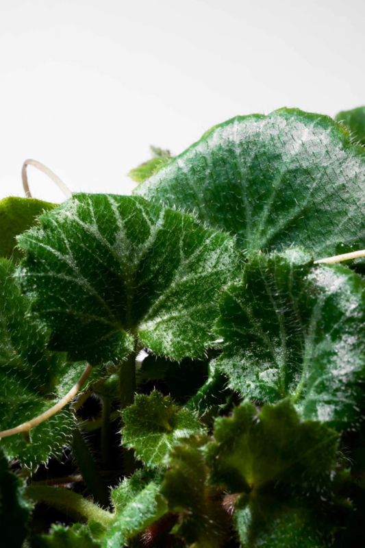 Extracto de Yukinosita