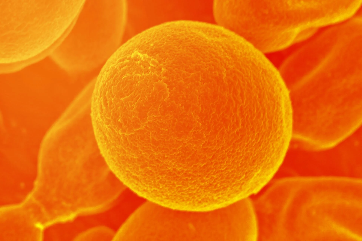 花粉,顕微鏡写真