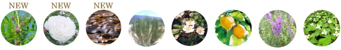 Extractos Bot&aacute;nicos y Marinos