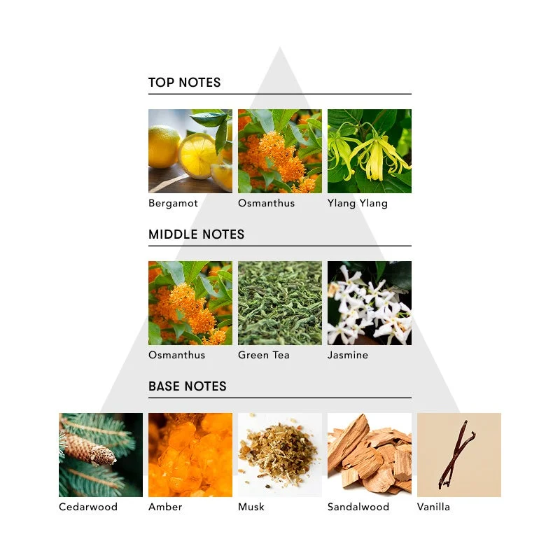 Notas de fragancia FACE OF MODESTY