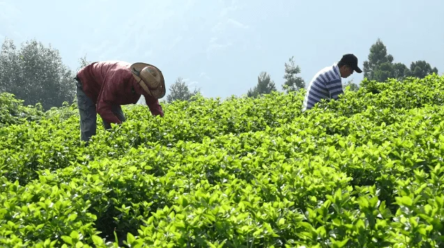 Trabajadores agr&iacute;colas en un campo verde