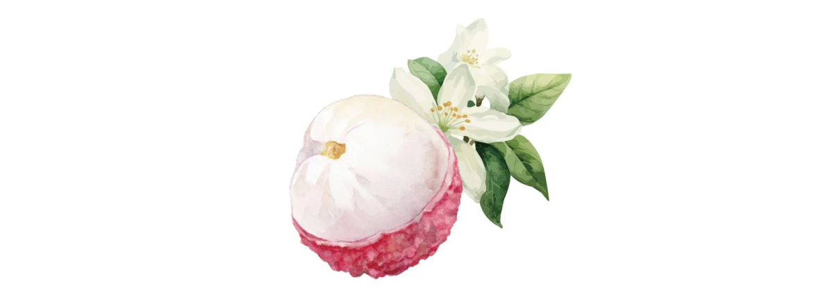 Ilustraci&oacute;n de lichi y jazm&iacute;n