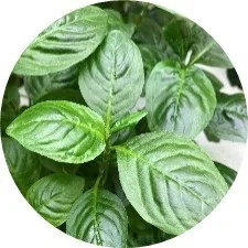 Hoja de &iacute;ndigo