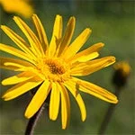 Flor de &Aacute;rnica