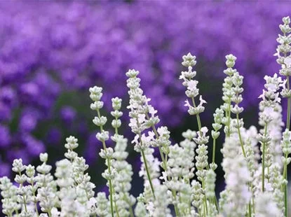 Campos de lavanda blanca y morada
