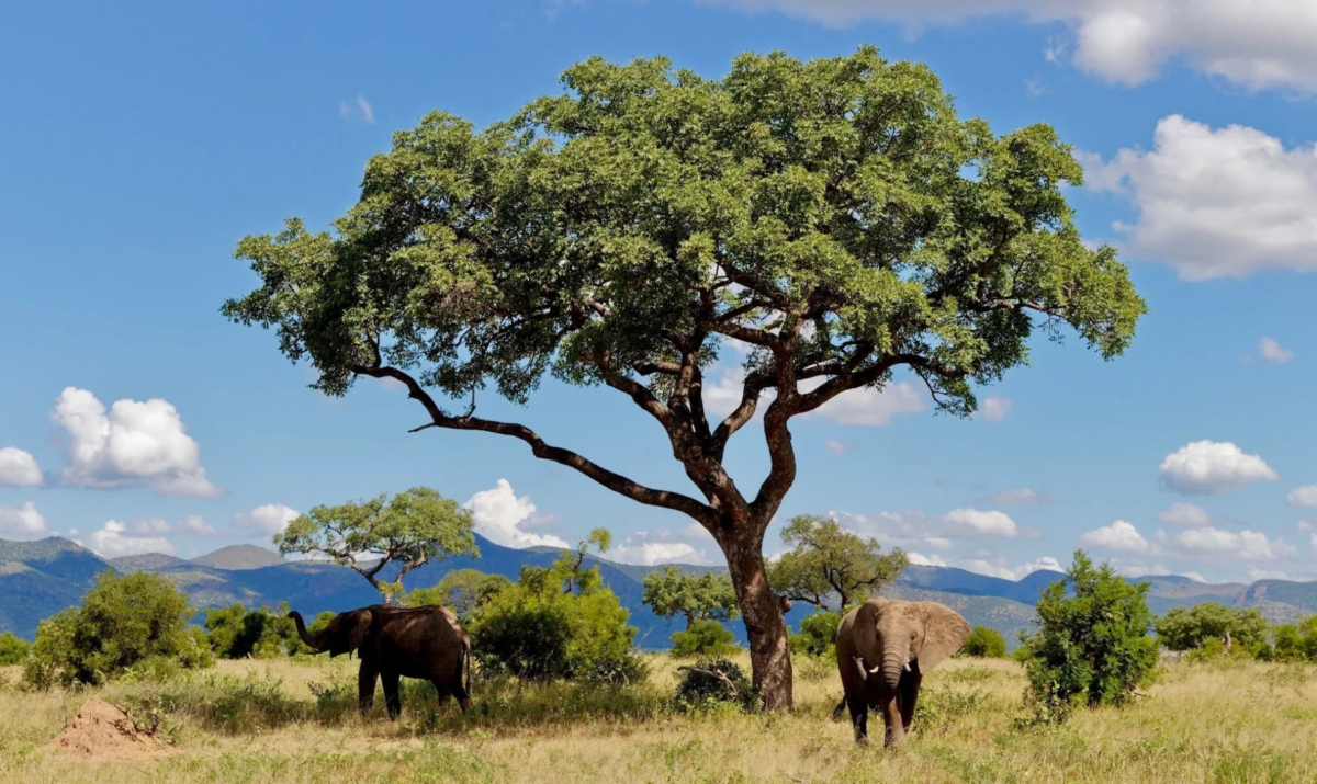 Elephants in savanna