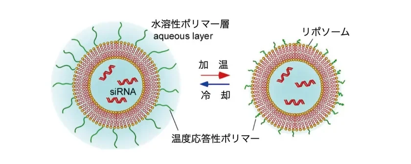 Comportamiento del pol&iacute;mero sensible a la temperatura