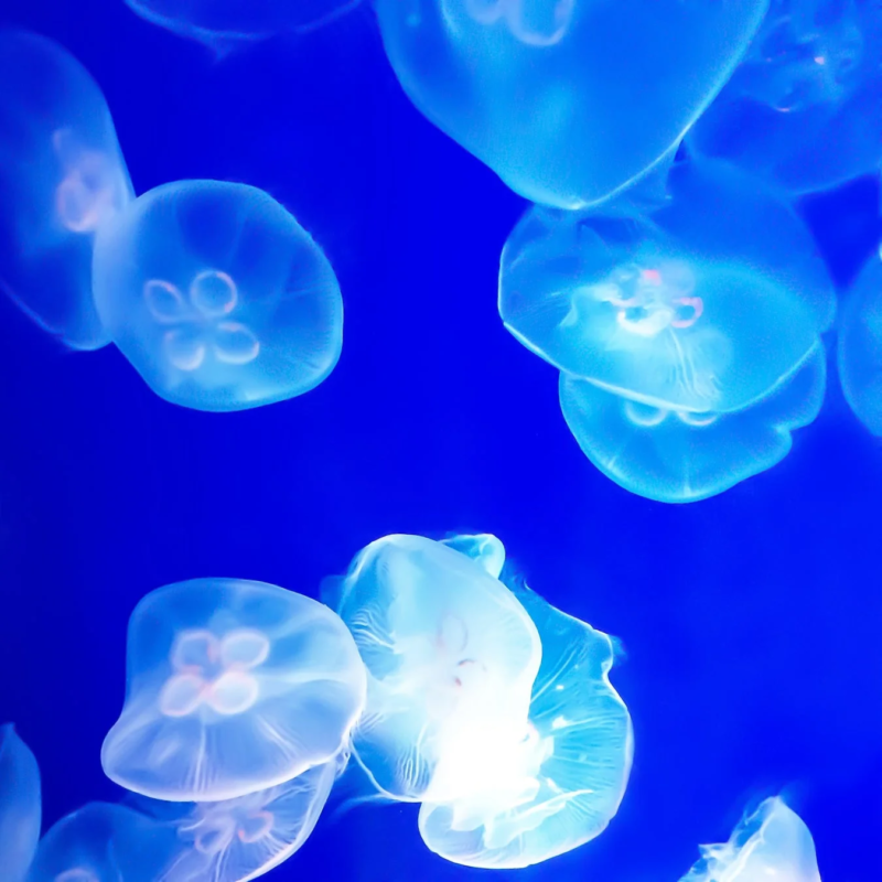 SUIKO Mineral Cosmetics Jellyfish