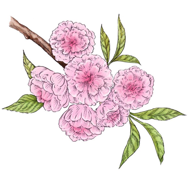 Ilustración de cerezo de ocho pétalos