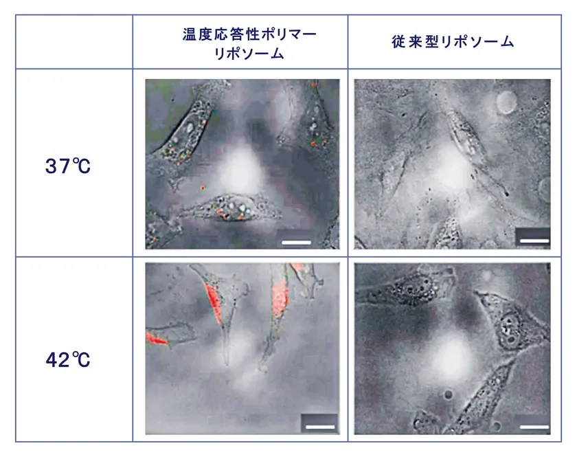Comparativa de absorci&oacute;n celular con nanom&aacute;quinas