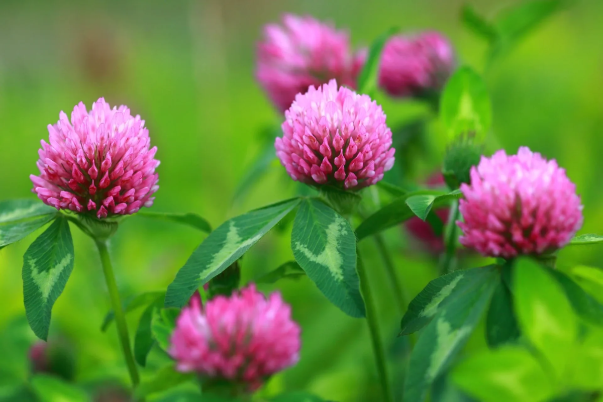 Flores de tr&eacute;bol rojo