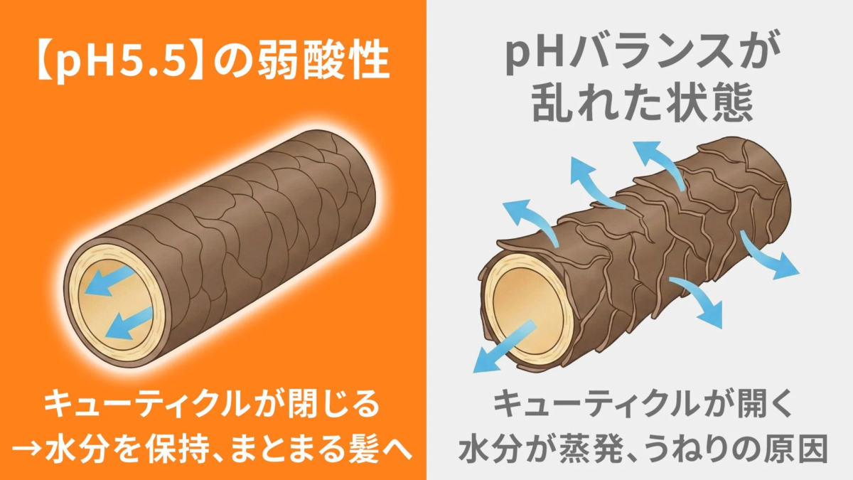 Comparaci&oacute;n de cut&iacute;culas capilares con pH 5.5 y pH desequilibrado