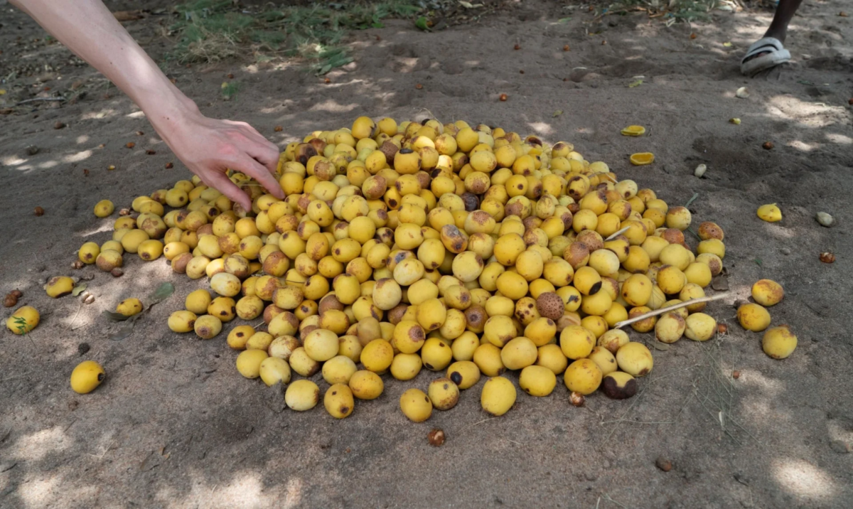 Marula fruits