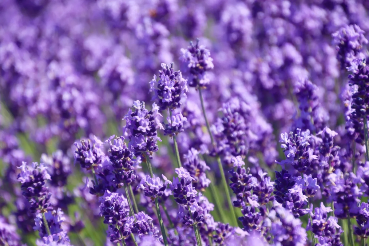Campo de lavanda