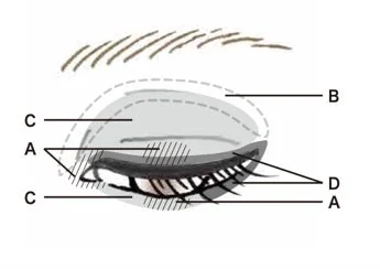 C&oacute;mo aplicar la sombra de ojos