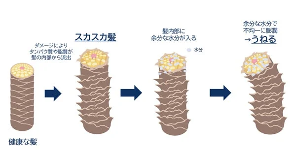 Mecanismo del da&ntilde;o capilar y encrespamiento