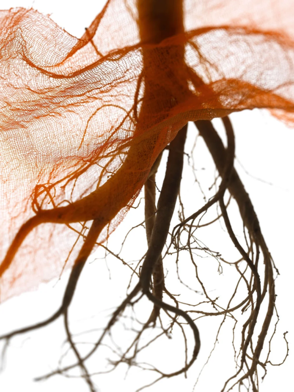 Ra&iacute;ces de ginseng