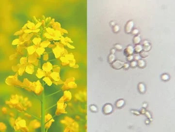 Levadura simbiótica de néctar floral