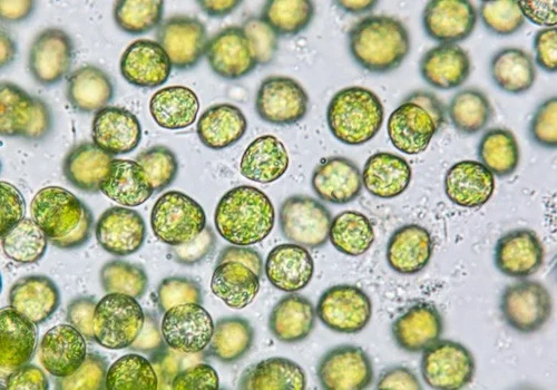 Microorganismos Chlorella
