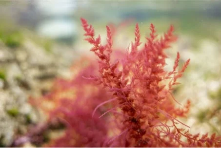 Alga roja Asparagopsis armata