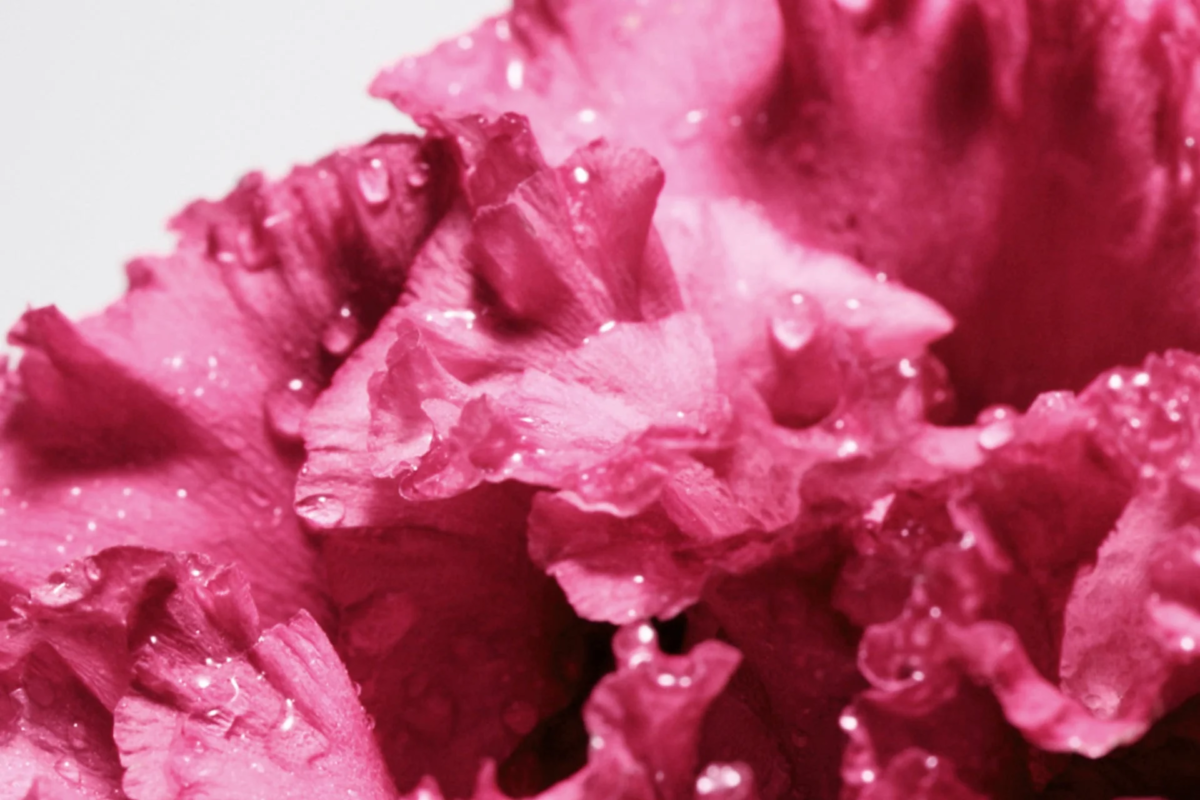 Flor de peonía rosa con gotas de agua