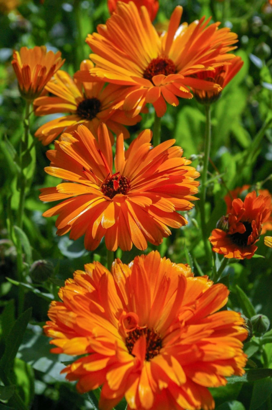 Flores de caléndula