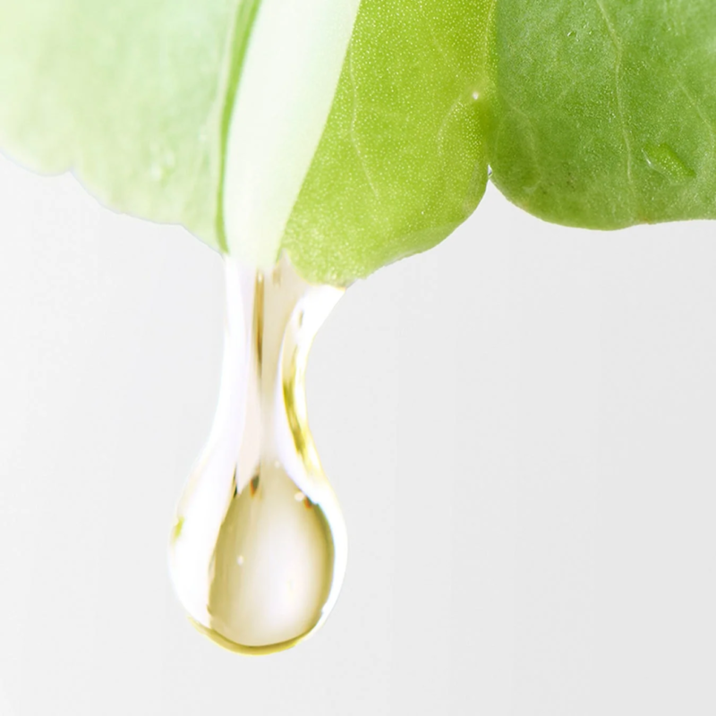 Extracto de Miel de Acacia Fermentada