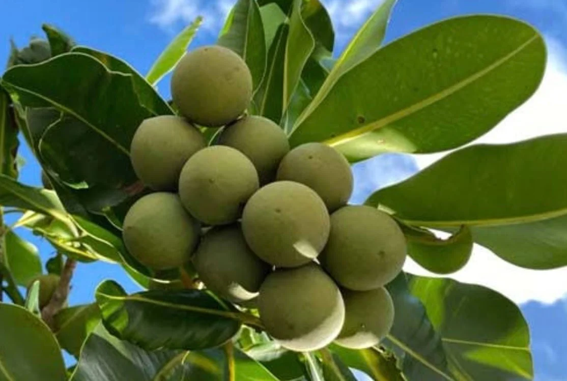 Frutos de tamanu