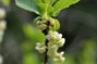 Litsea cubeba