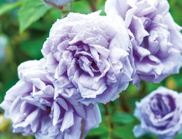 Rosa Azul de ARSOA