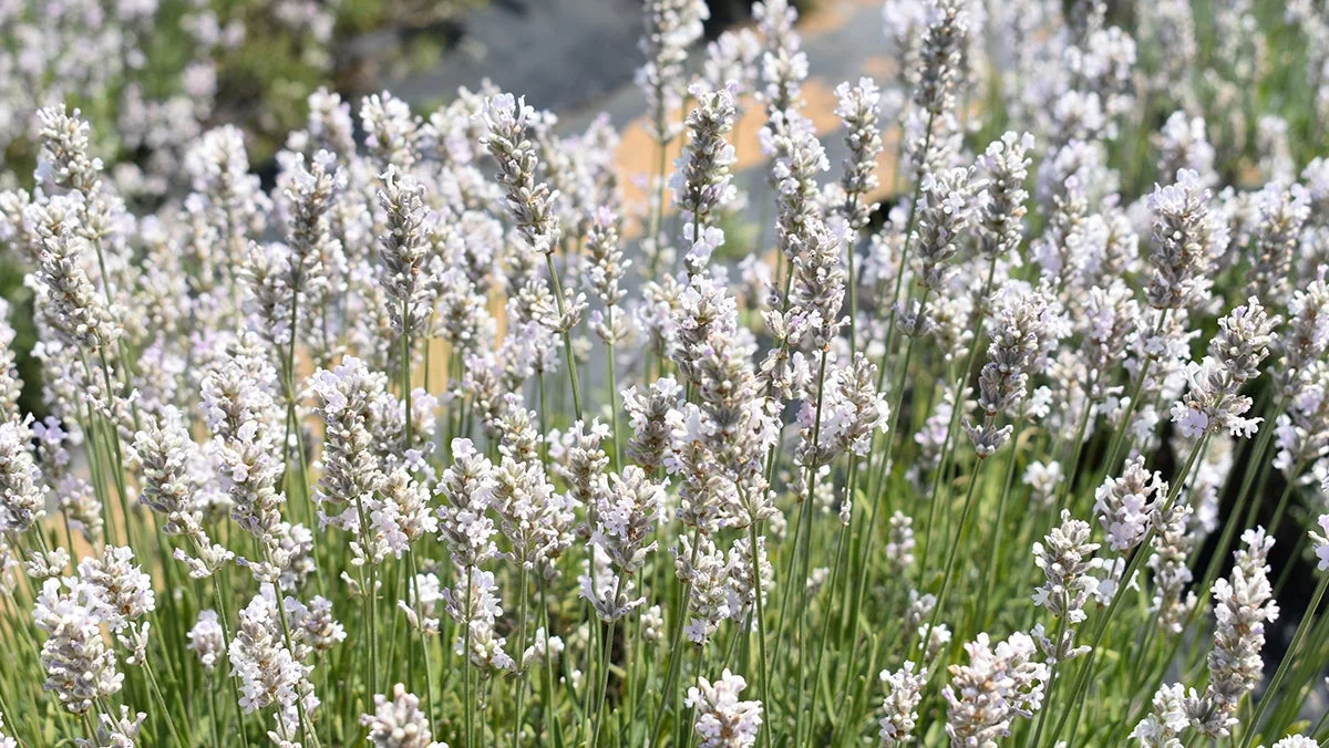 Extracto de lavanda blanca