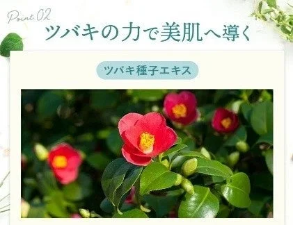 Extracto de semilla de camelia
