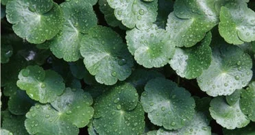 Hojas de Centella asiática con gotas de agua