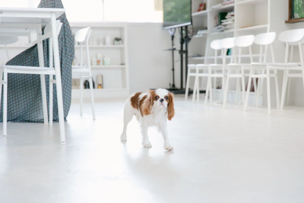 Perro de raza Cavalier King Charles Spaniel en un interior moderno