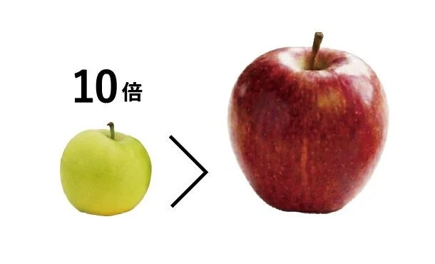 Manzanas inmaduras y maduras