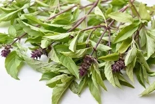 Albahaca sagrada