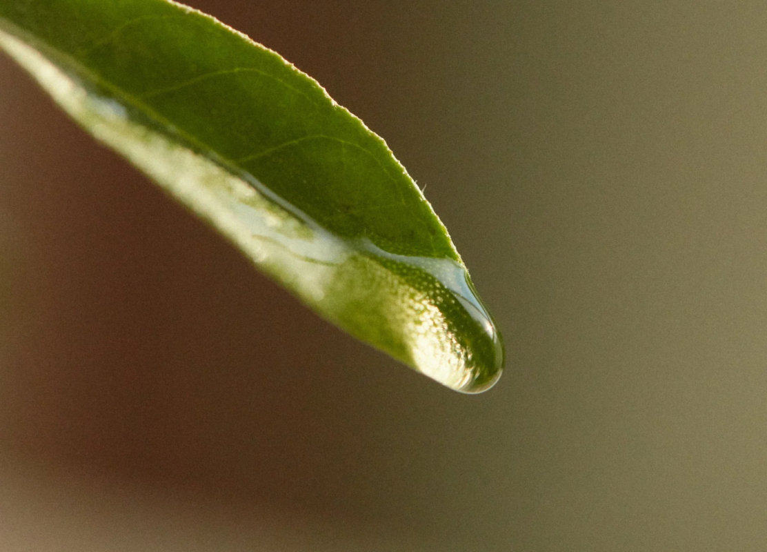 Hoja con gotas de agua