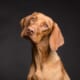 dog pet canine animal fur snout 3277416